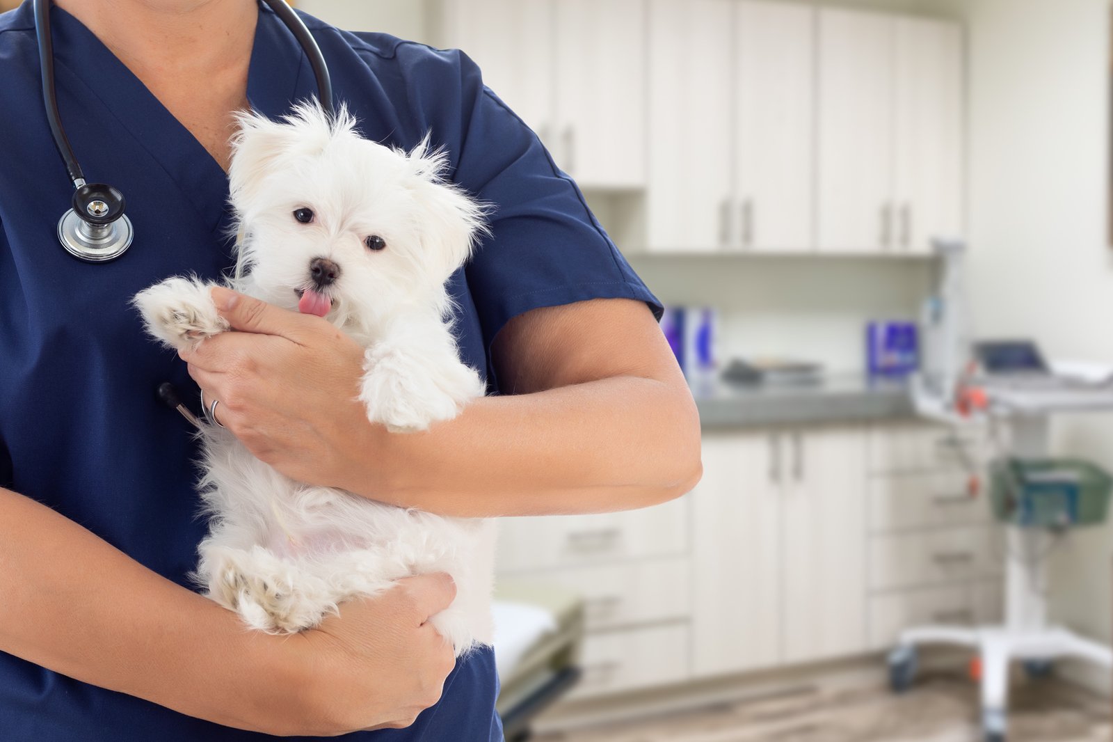 Sublime Mini Puppies Health Guarantee