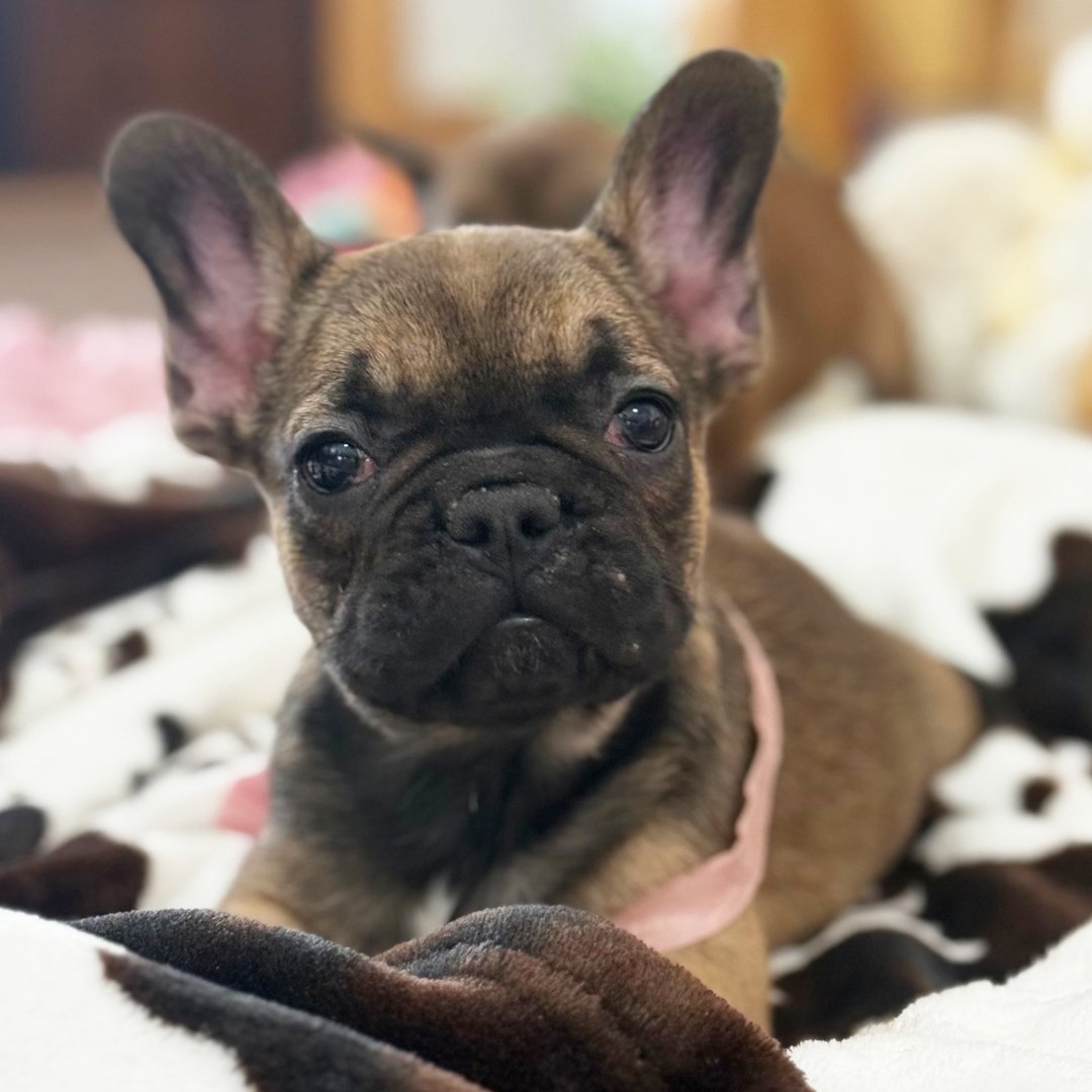 French Bulldog