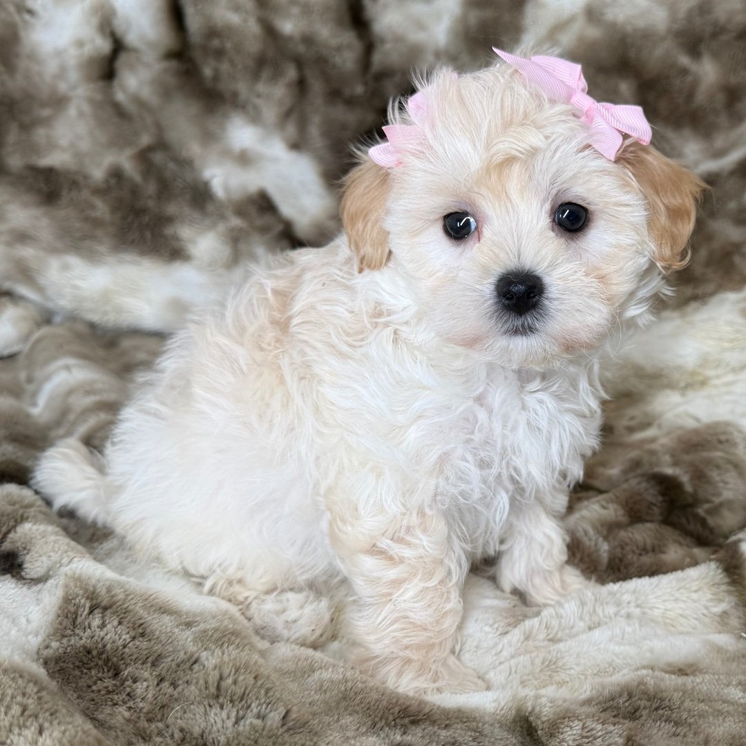 Maltipoo