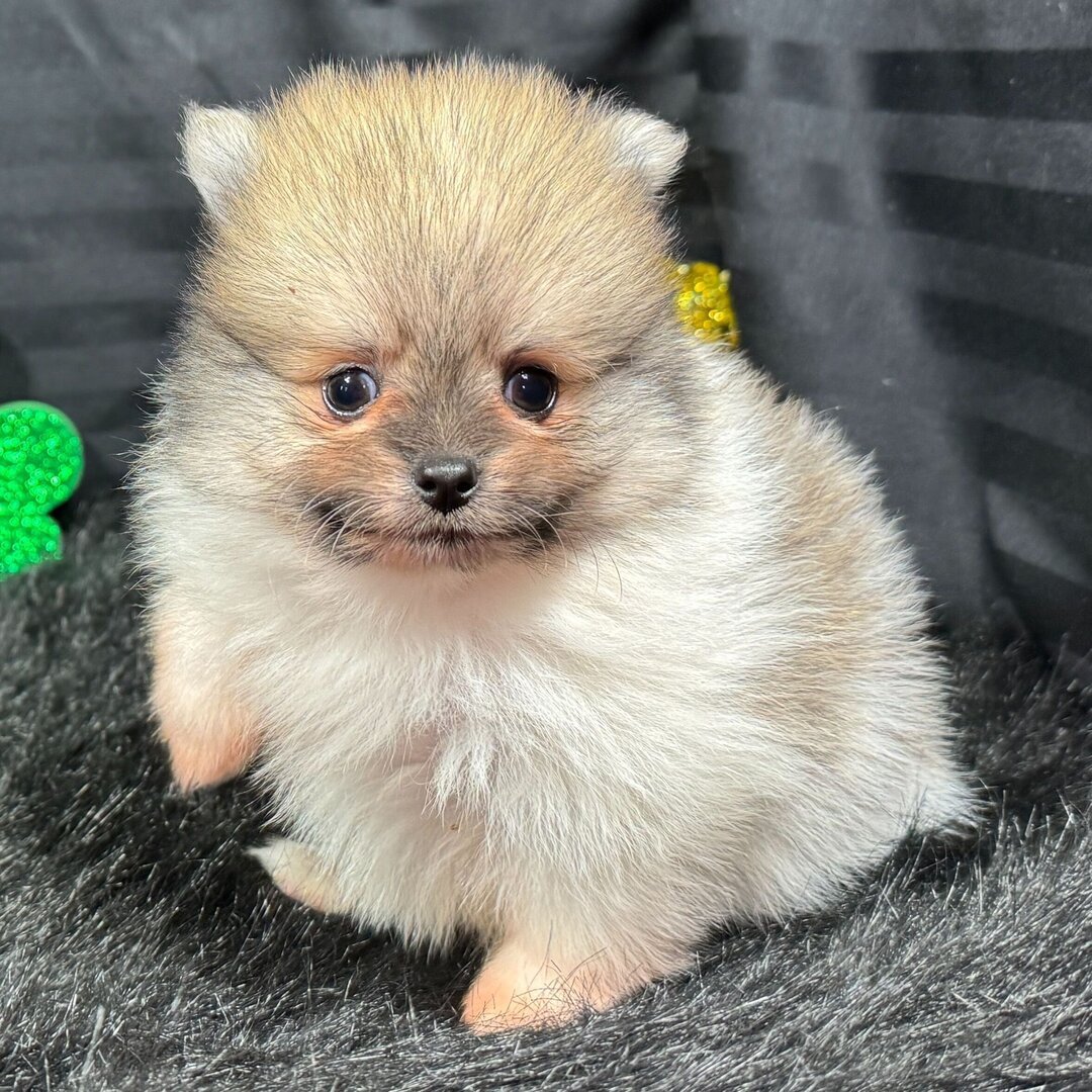 Pomeranian