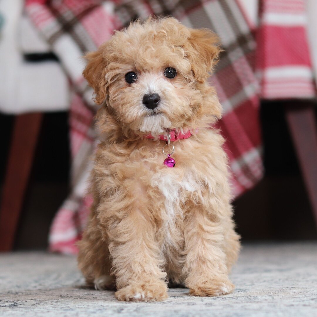 Toy Poodle